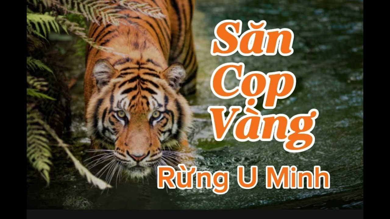SĂN CỌP VÀNG RỪNG U MINH | Lê Anh diễn đọc