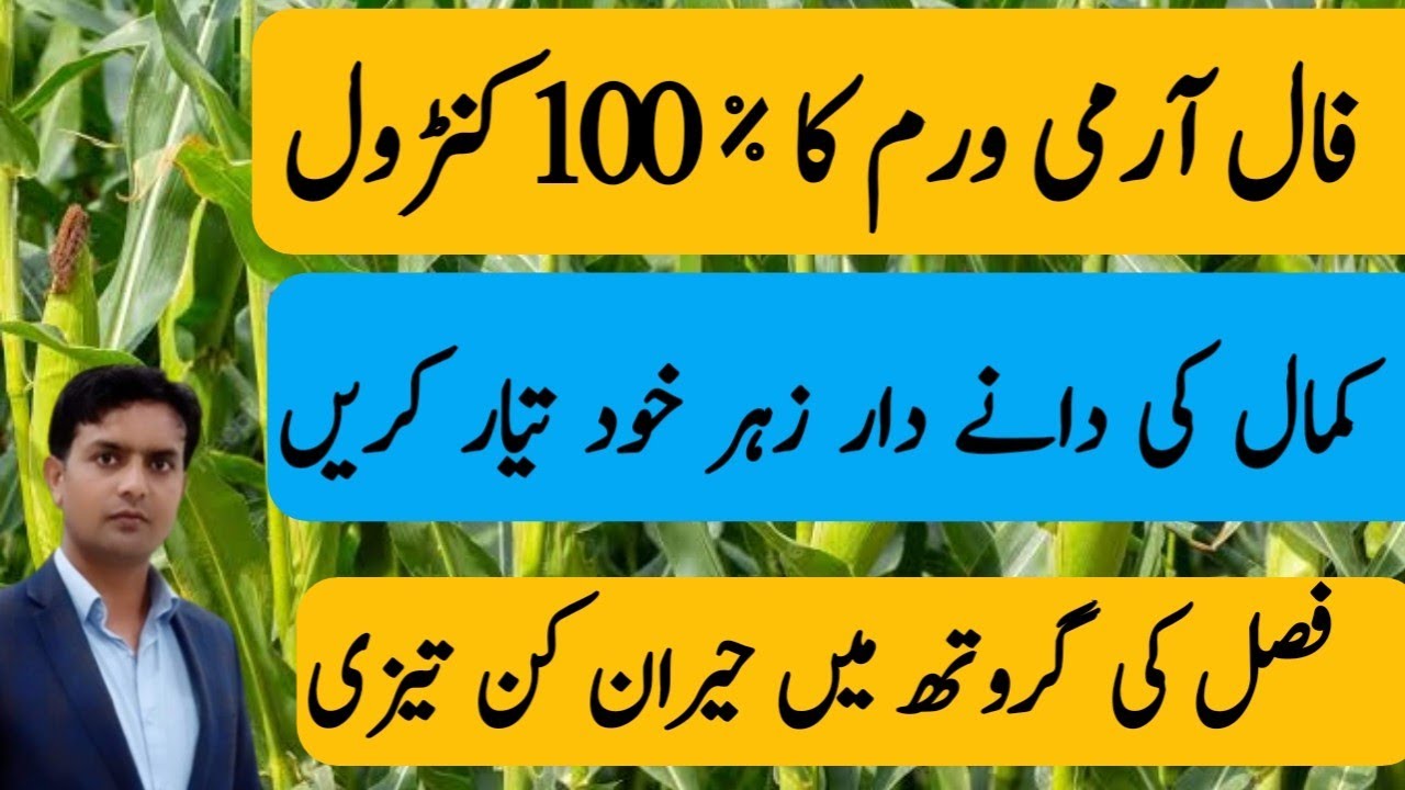 Best granular to control fall army worm in maize crop | Self mad granular insecticide for maize crop