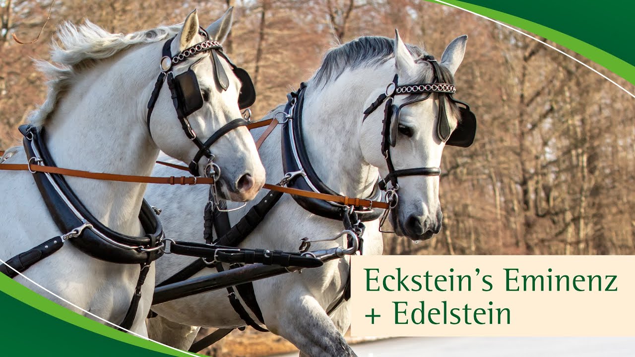 Im Gespann: ECKSTEINS EMINENZ v. Eckstein - Indygo und EDELSTEIN v. Edano I – Millionär