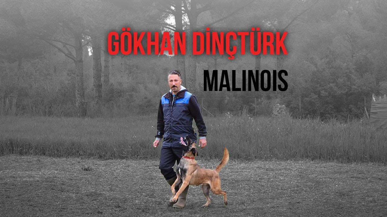 Belçika Çoban Köpeği: Malinois