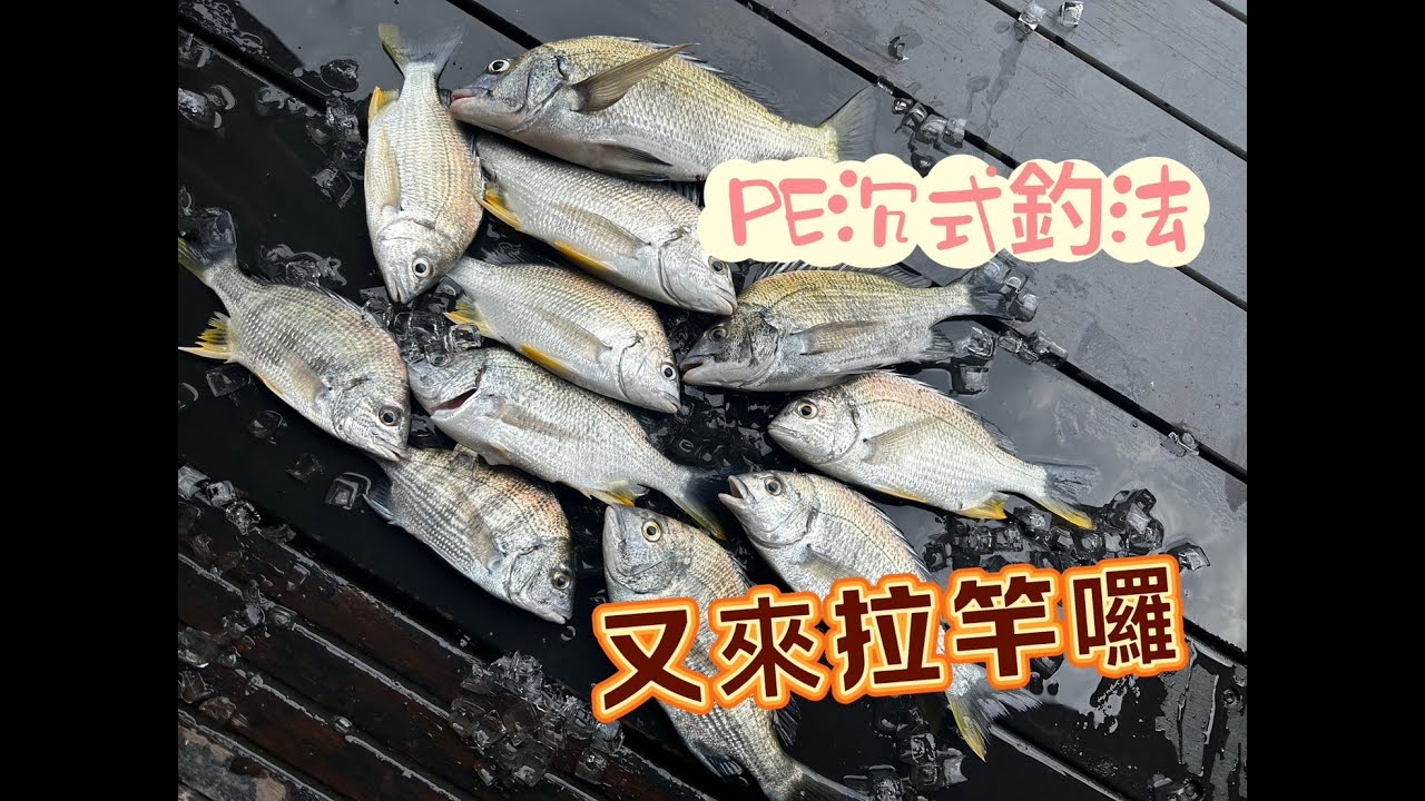 [磯釣]又見PE沉式釣法 這次釣組狀態不錯 訊號都有夠漂亮 黑格 赤翅都排隊來報到囉  #磯釣り #gamakatsu #shimano #daiwa #黑鯛 #阿波