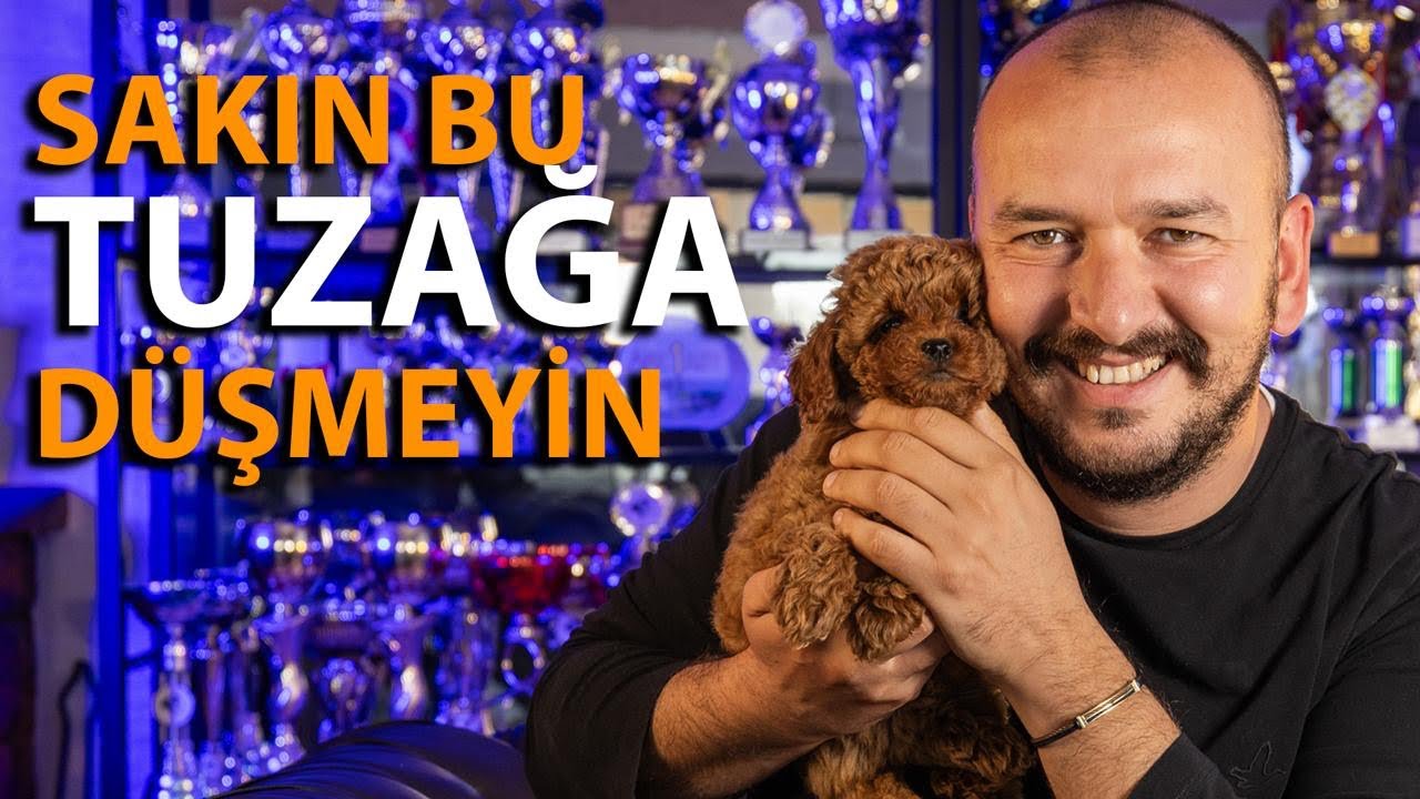 Gerçek Poodle ile Merdiven Altı Poodle Arasındaki ŞOK FARKLAR! 