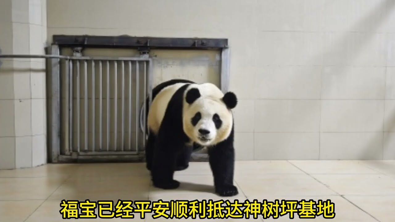 4.4 福宝凌晨抵达卧龙神树坪基地并入住隔离检疫圈舍，福猪猪四处打量新家，情况比较稳定，穿黑衣服的新奶爸也出来迎接福宝~