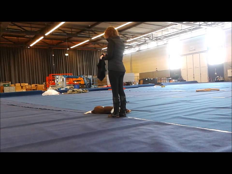 Erschossener Hund / Tod aus dem Laufen - Dogtrick: running shot down / death dog