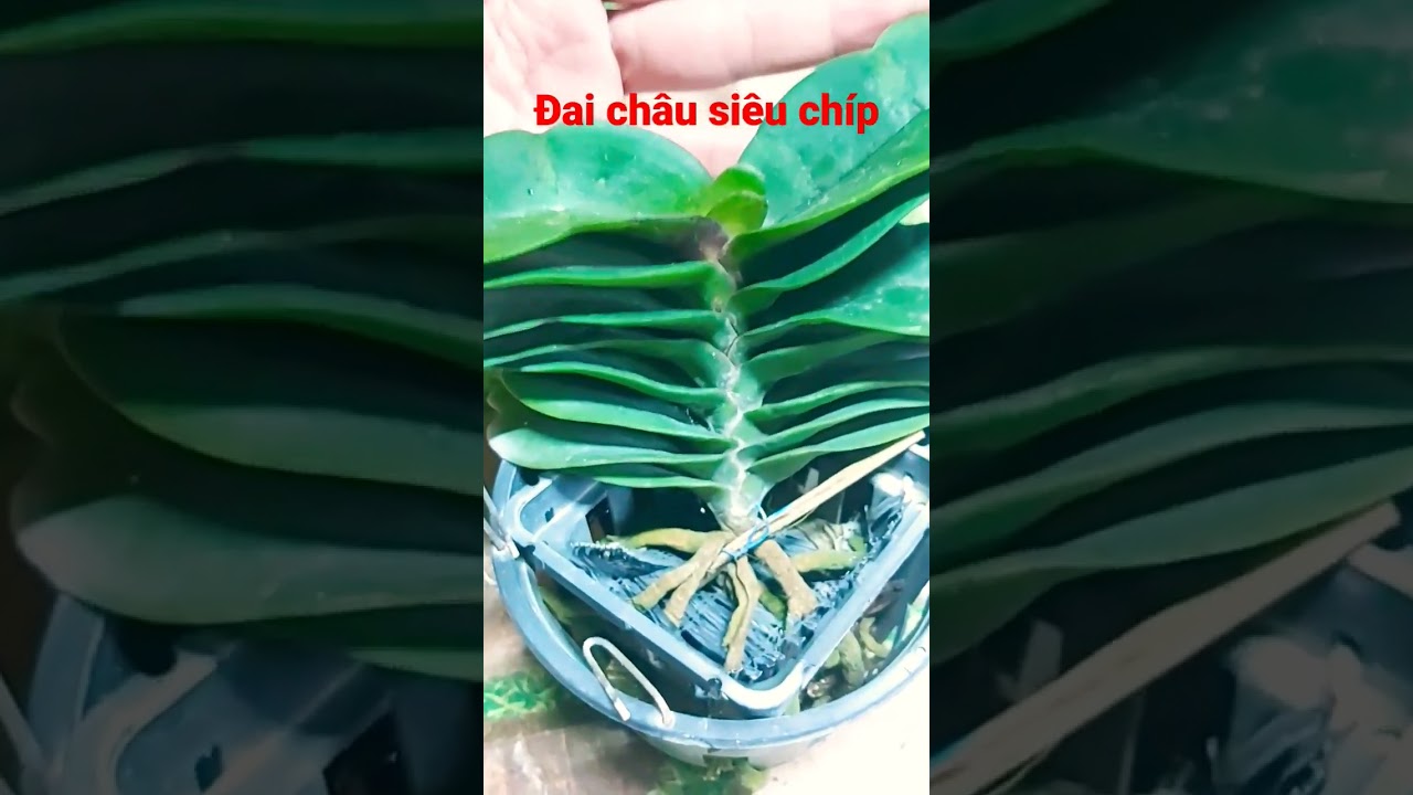 đai ch&acirc;u si&ecirc;u chip vẫn hoa tết 0977700766 #shorts