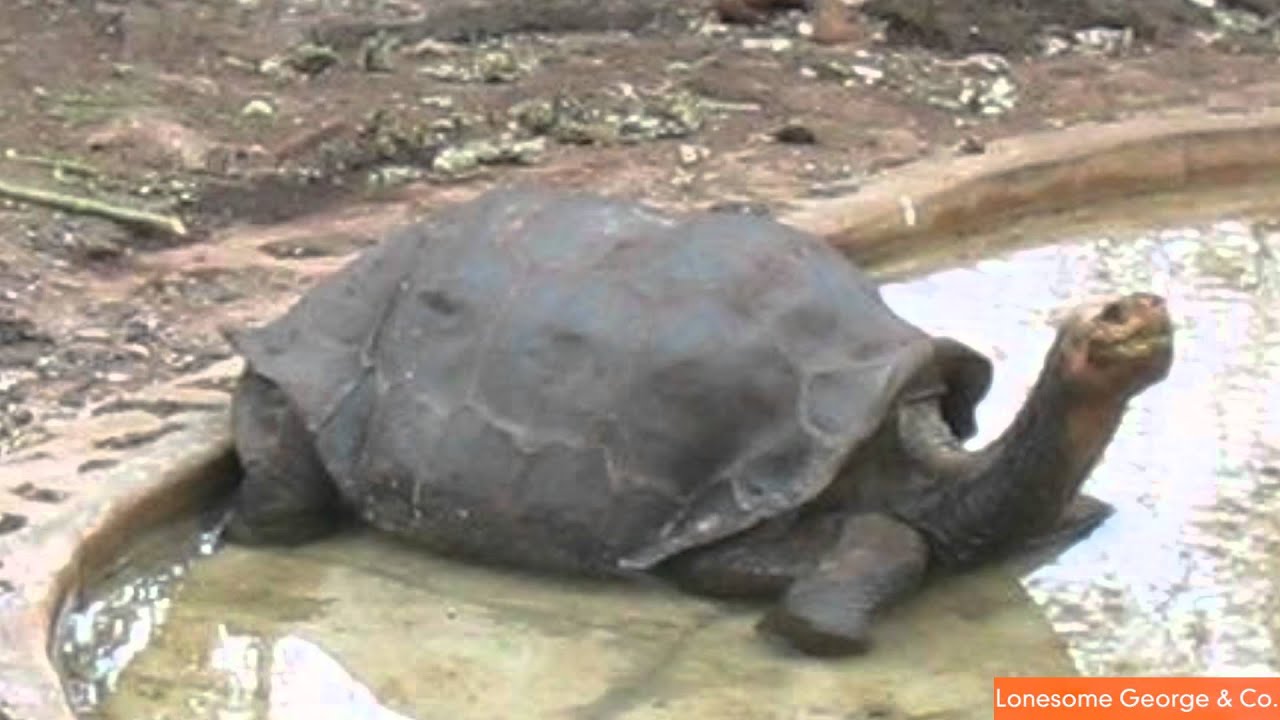 Одинокий Джордж, последняя черепаха Пинта, умер в возрасте 100 лет