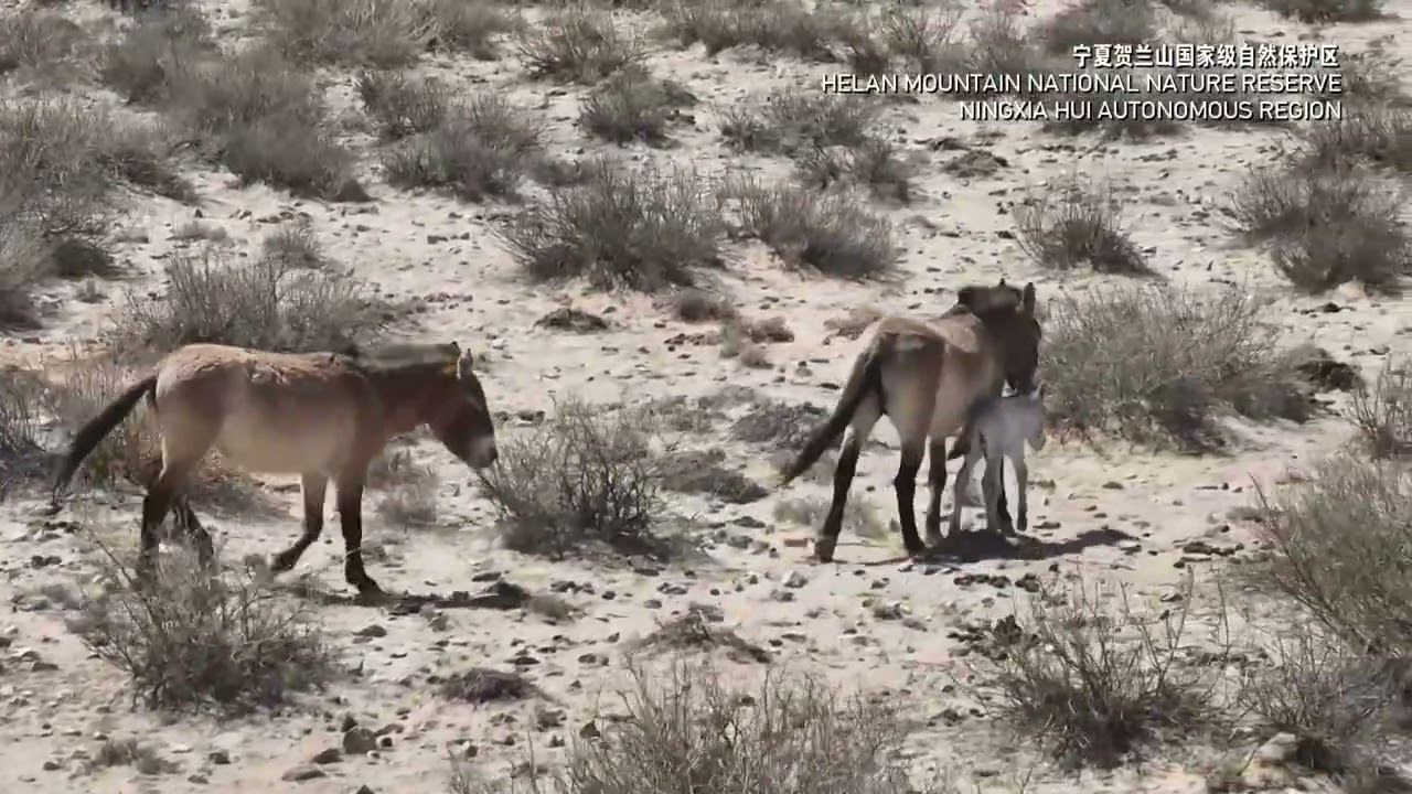 A newborn Przewalski&rsquo;s horse spotted in NW China&rsquo;s Helan Mountains