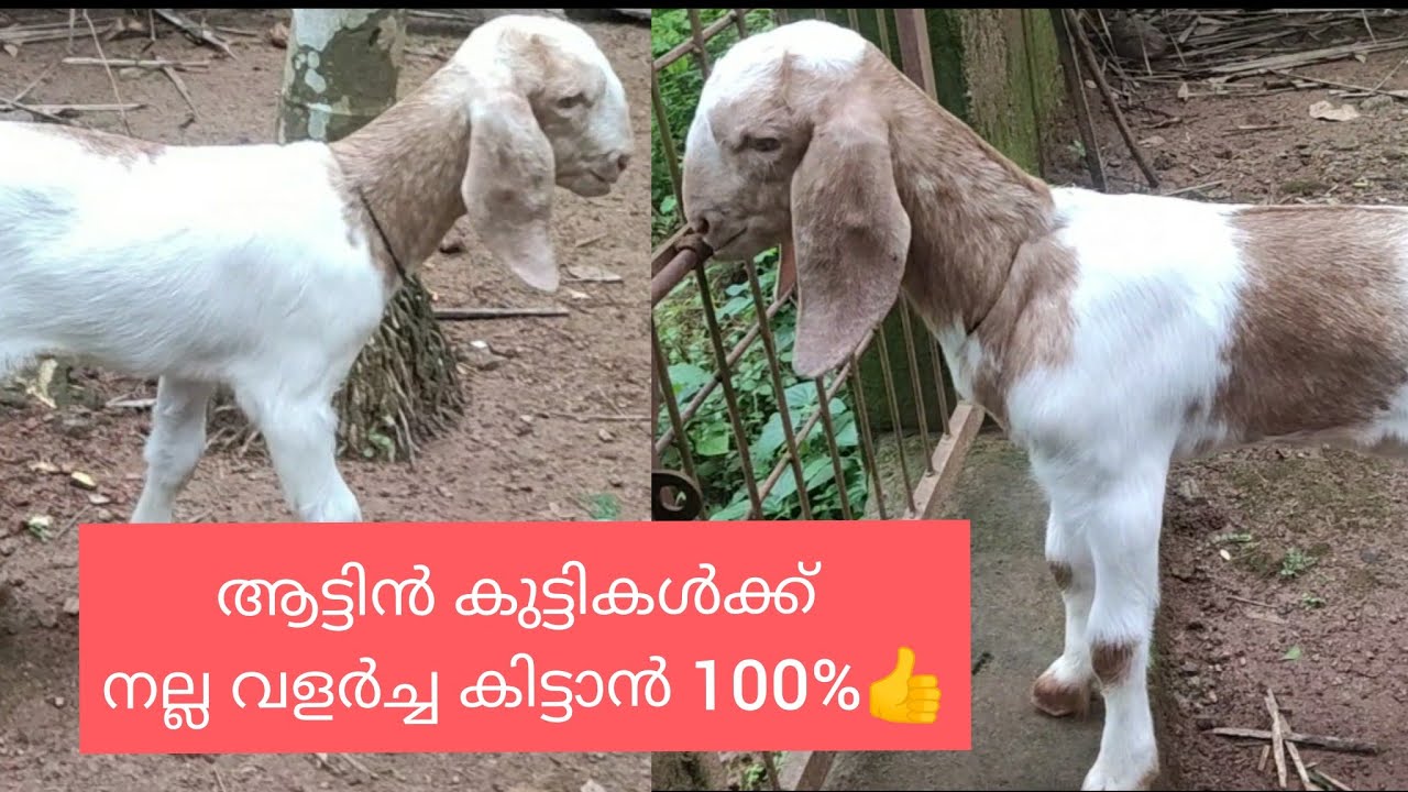 ആട്ടിൻ കുട്ടികൾക്ക് നല്ല വളർച്ചയുണ്ടാകാൻ ശ്രദ്ധിക്കേണ്ട കാര്യങ്ങൾ 100%👍#goatfarming