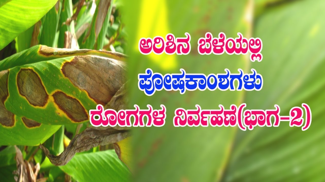 ಅರಿಶಿನ ಬೆಳೆಯಲ್ಲಿ ಪೋಷಕಾಂಶಗಳು, ರೋಗಗಳ ನಿರ್ವಹಣೆ| Nutrients, Diseases management in turmeric
