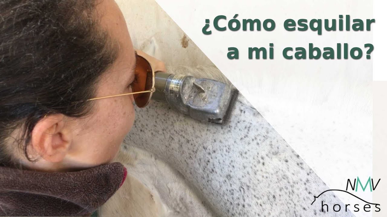 Cómo ESQUILAR un caballo. PASO A PASO