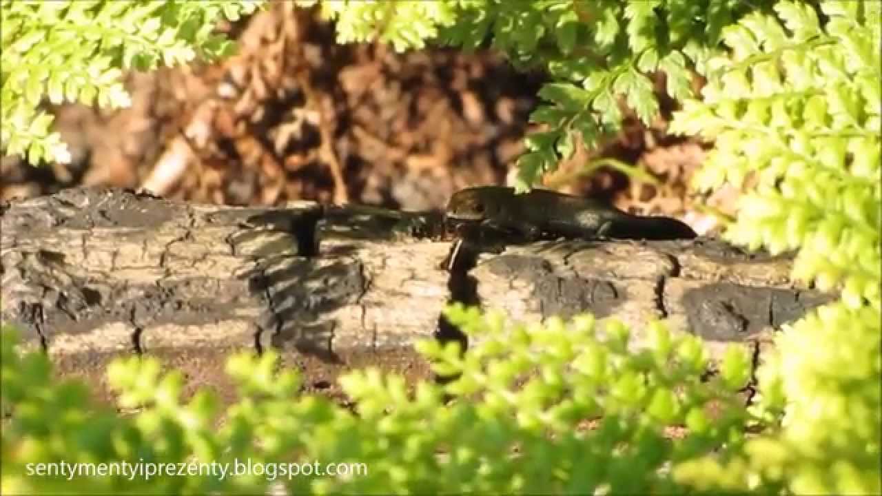 zootoca vivipara