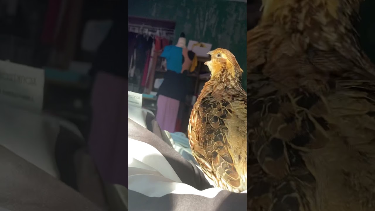 Female Bobwhite Covey Call