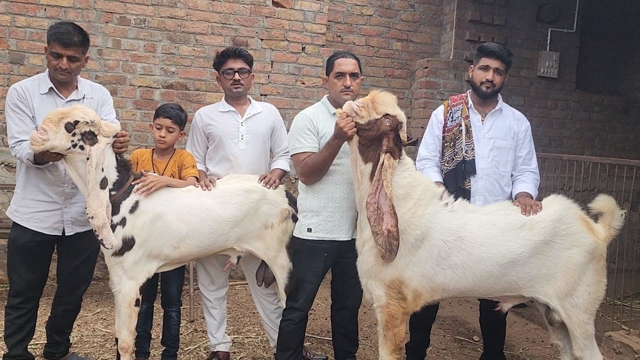 The Brand Ajwa Goat Farm Limbdi Gujarat | Nayaab Hyderabadi Patira Breeding Setup Incredible Gujarat