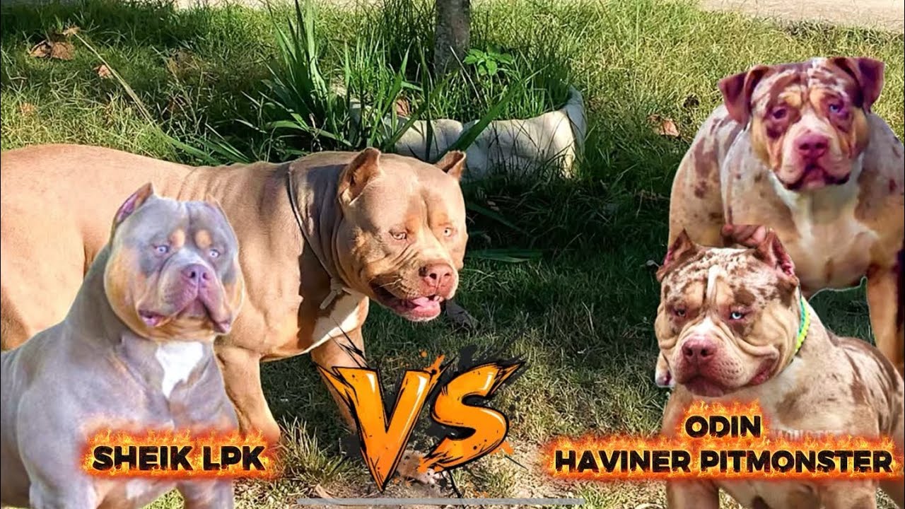 A CRUZA MAIS ESPERADA NO CANIL HAVINER PITMONSTER FUSÃO SHEIK VS ODIN!!!