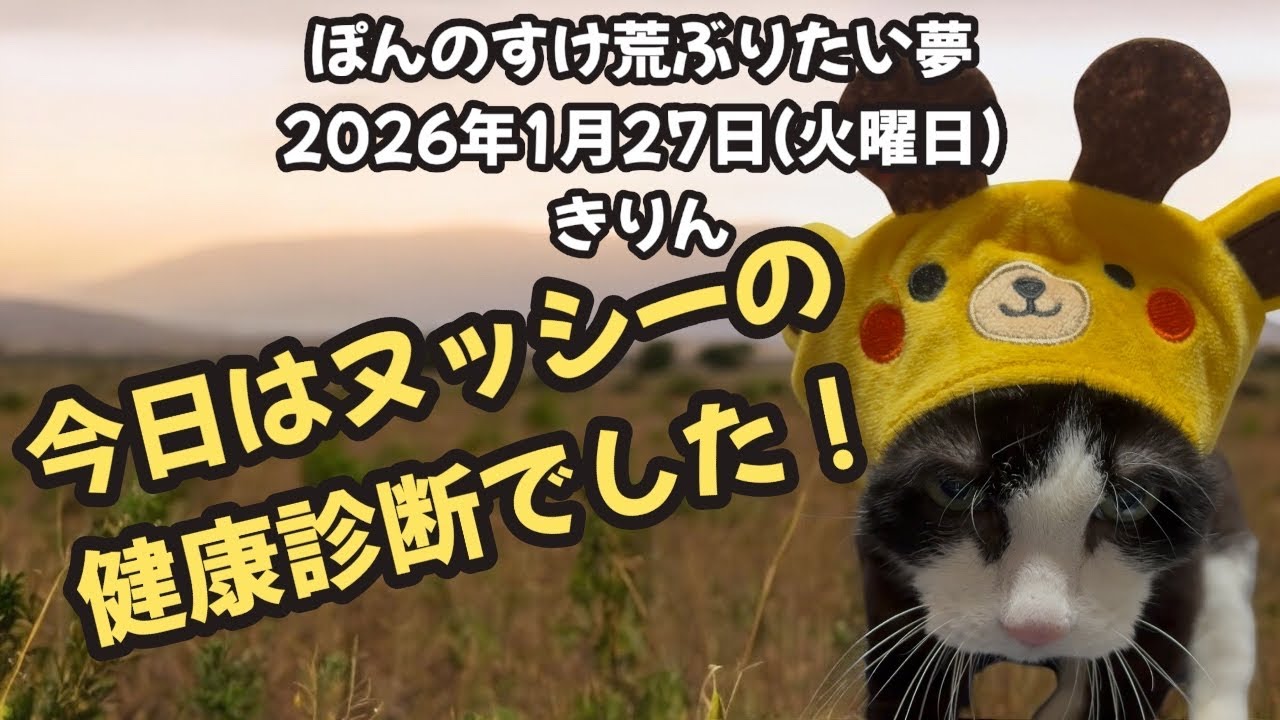 今日のぽんのすけ荒ぶりたい夢 2026年1月27日(火曜日) きりん #cat #ねこ #保護猫 