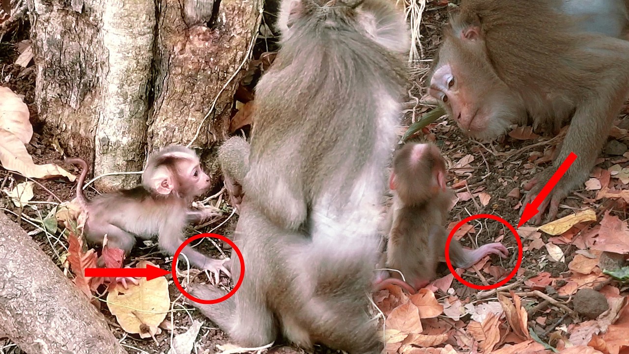 OMG,the baby monkey is being taught by its mother to walk with her feet on the ground,walking slowly