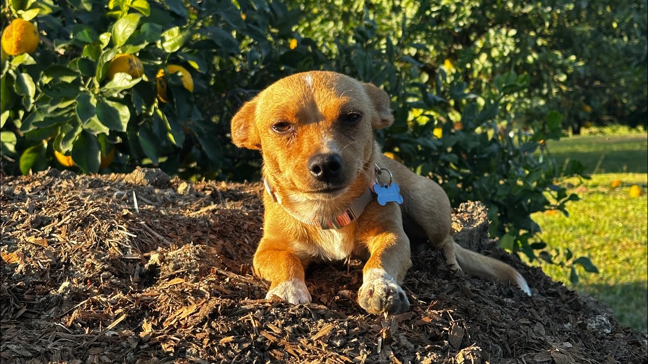Una perrita muy especial .LA primera vez de Piky