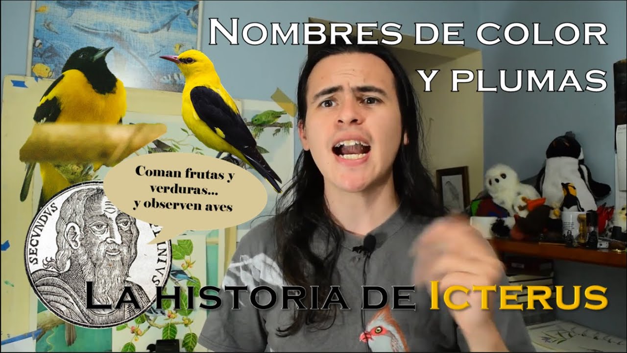 Nombres de color y plumas | La historia de Icterus