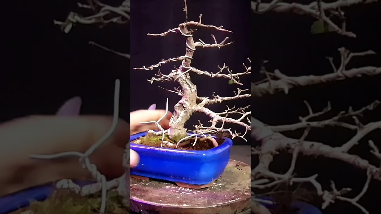 anclar un bonsai a la maceta!!!! #plantas