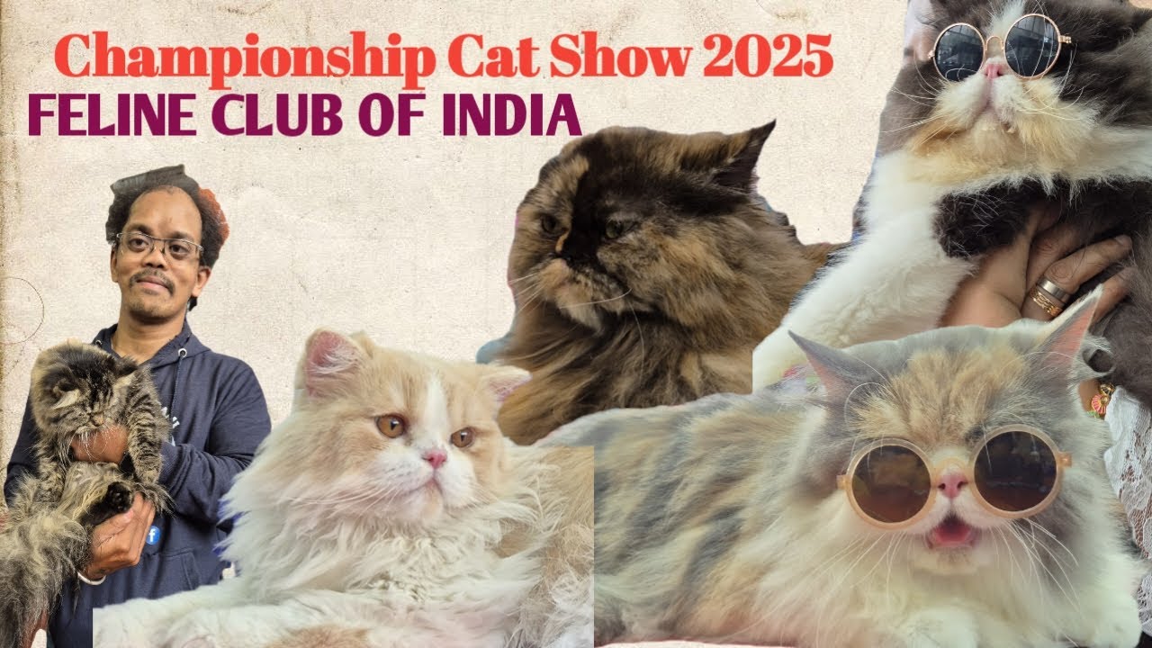 Championship Cat Show 2025 🔥 | FELINE CLUB OF INDIA | 300+ Breed's | Bengaluru | 2025 