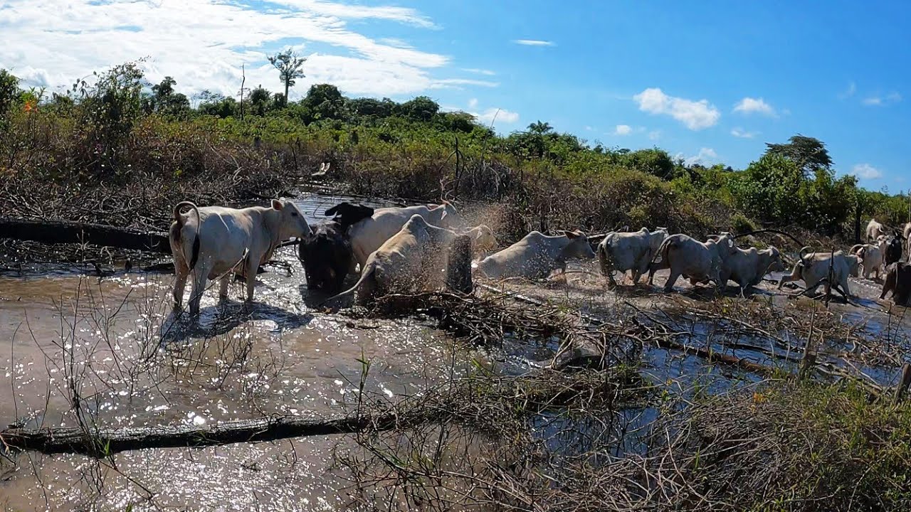 ENCONTRAMOS O GADO QUE DESAPARECEU NA NOSSA FAZENDA! Enfrentamos atoleiros feios😱