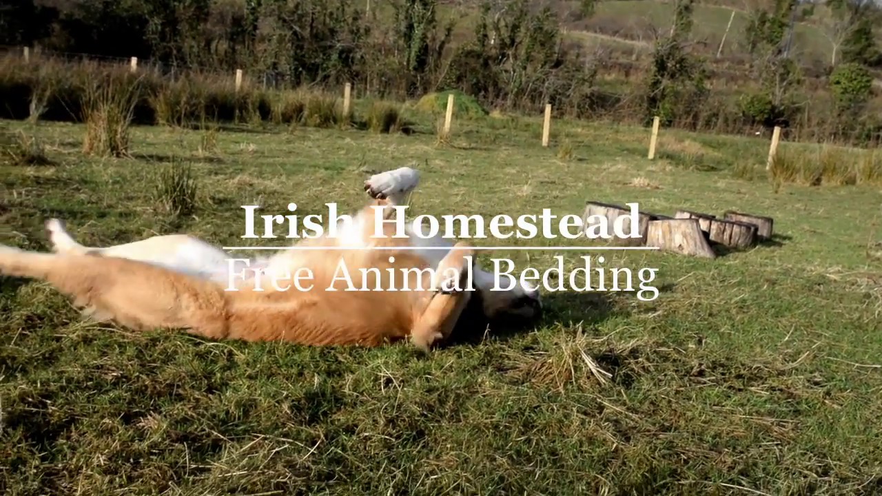 Free Animal Bedding