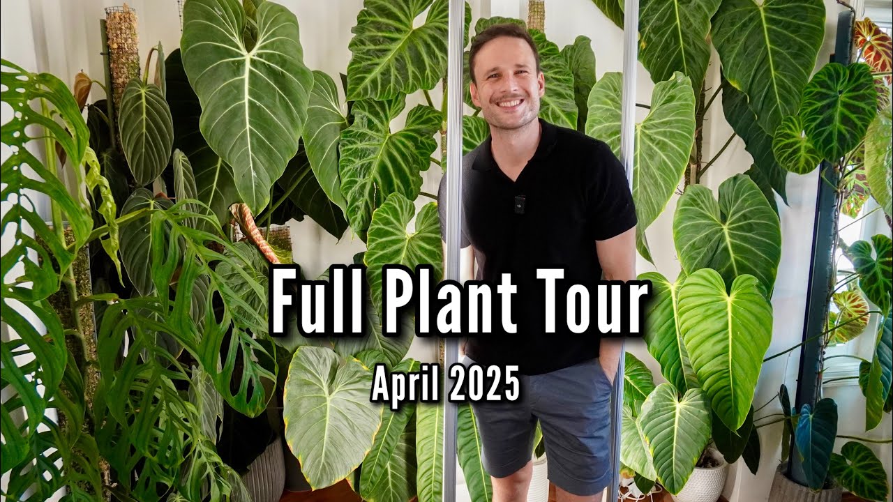 Houseplant Tour (showing you all of my plants)