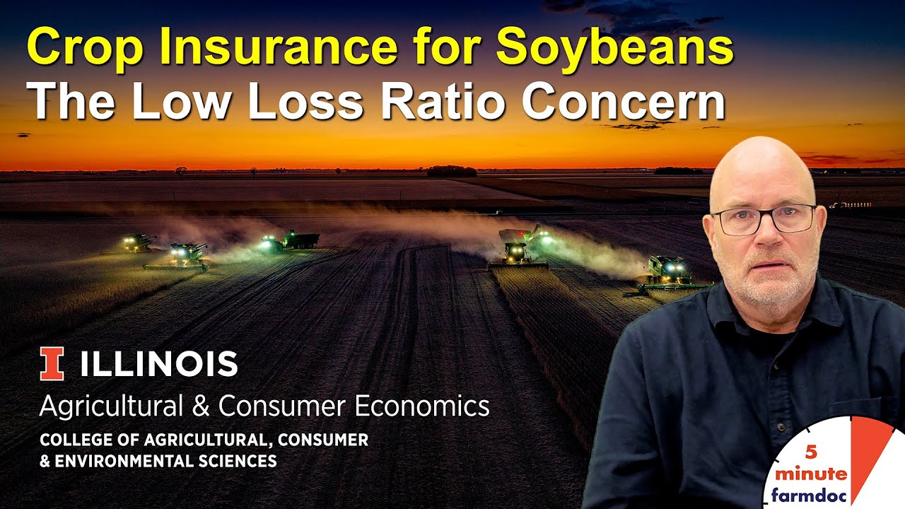 Insurance for Soybeans: The Low Loss Ratio Concern YouTube