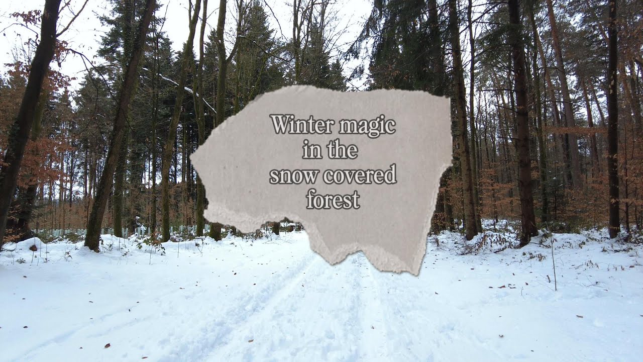 Winterzauber pur im verschneiten Wald
