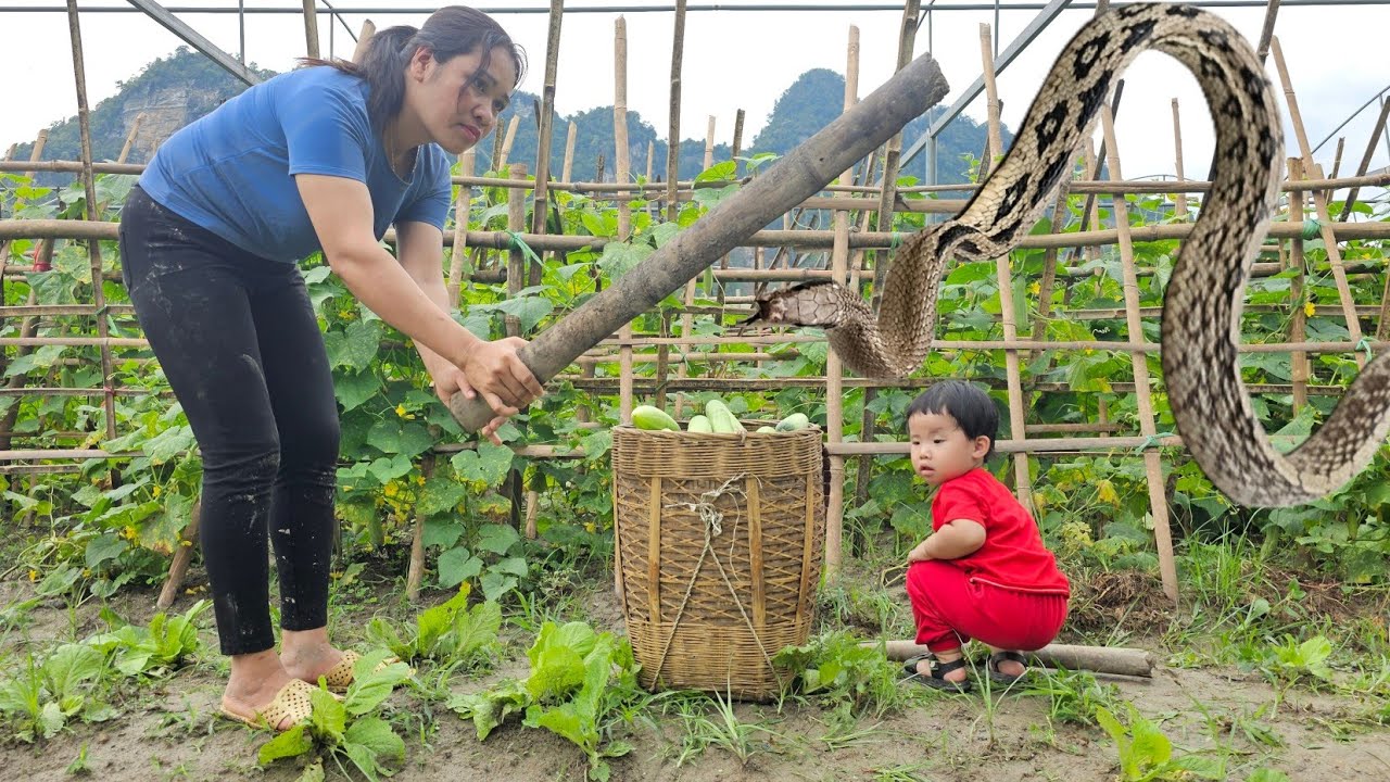 Harvesting cucumbers to sell Single mother chased by snakes - doing housework with the old man