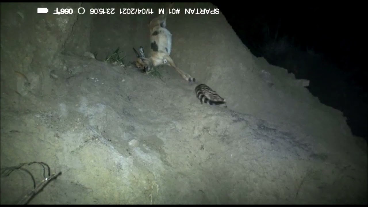 Large spotted genet on leopard kill - Brett Deetlefs - Nambiti PGR