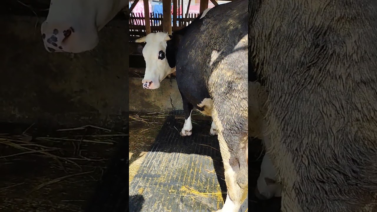 Sapi belgian blue cros X GATOT KOCO.BBIB SGS