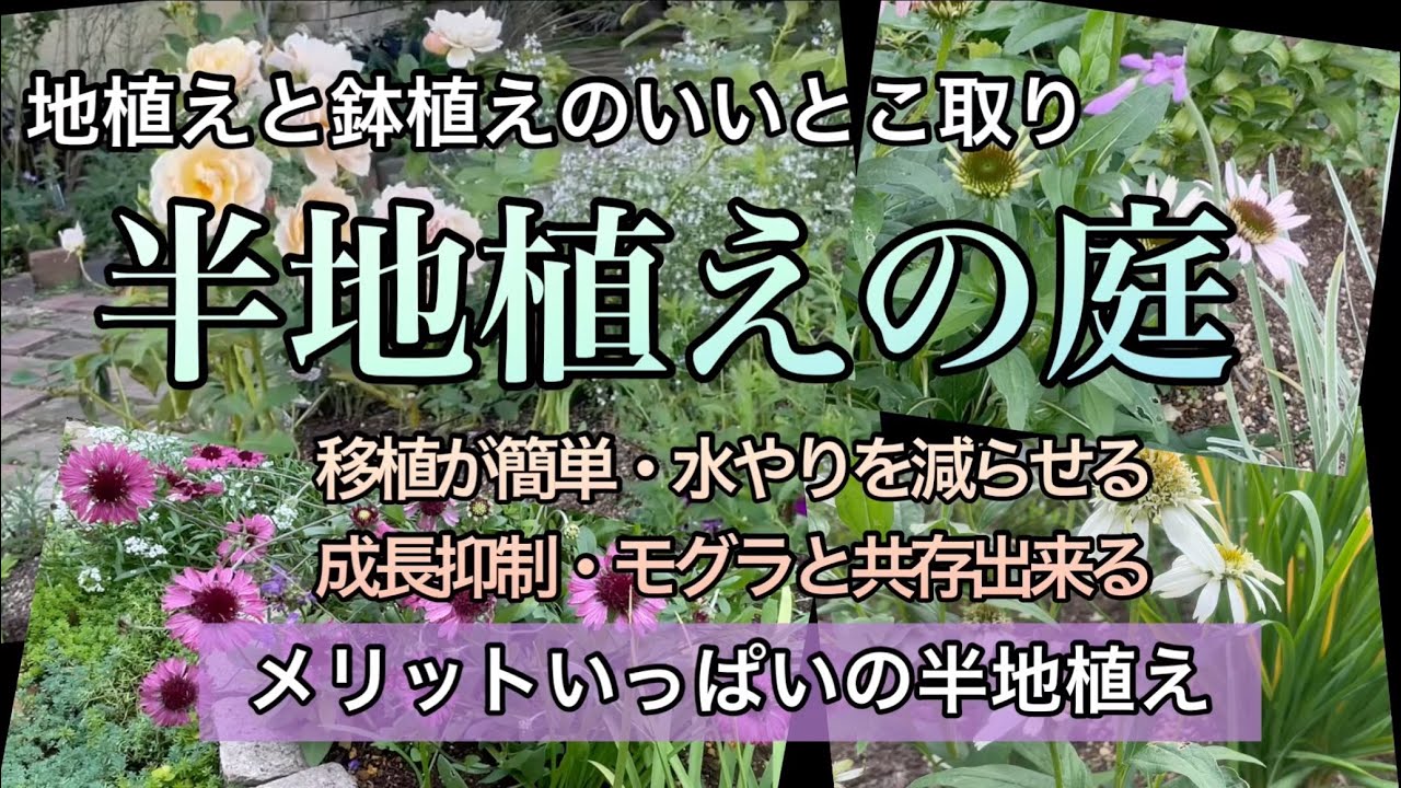 【夏に強い！半地植えの日向庭】植えっぱなしOK/暑さに強いオススメ低木と宿根草/庭をリニューアル