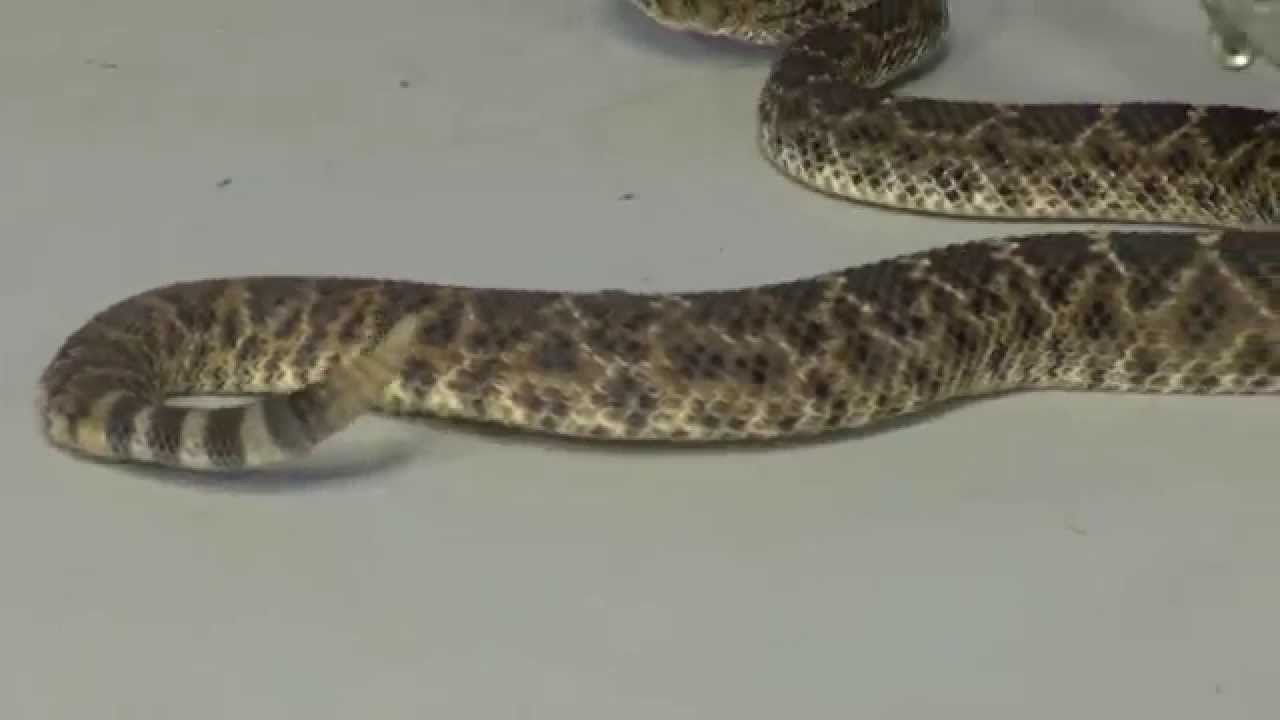 Rattlesnake Season: What to do if you encounter a rattlesnake