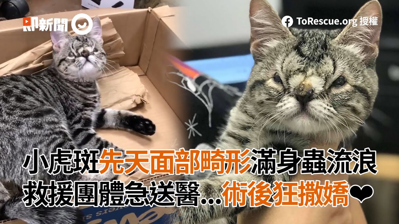 小虎斑先天面部畸形滿身蟲流浪 救援團體急送醫...術後狂撒嬌❤│寵物│貓咪｜猫｜ねこ│Pet│Cat│Kitten