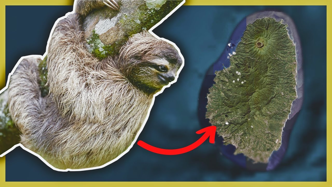 The Island of PYGMY Sloths