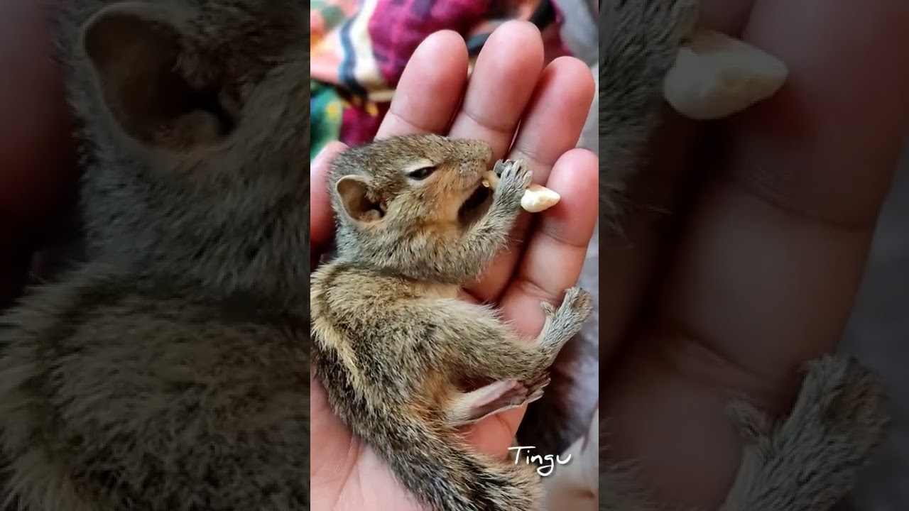 cute anil video/pet love/tamil whatsapp status new/cute & smart anil/Squirrel video/Tingu❤