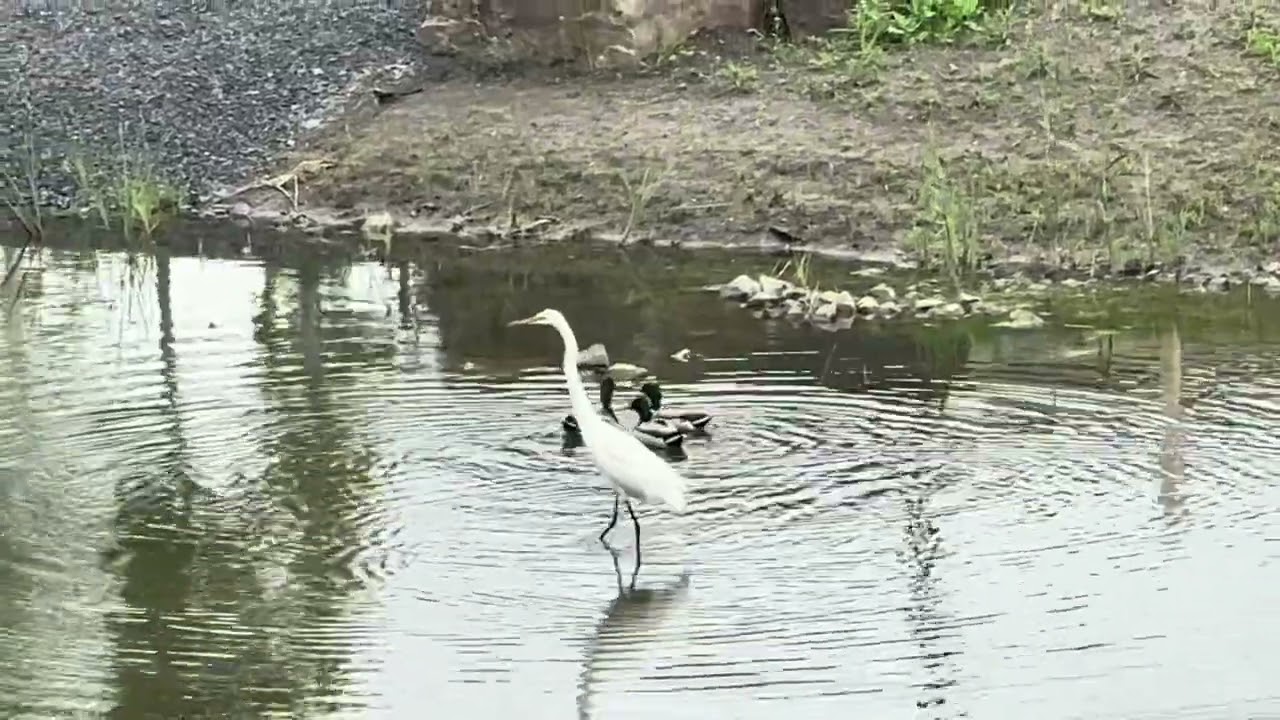 Little egrets, wild ducks, and flocks of geese in the small pond#quebeccanada #nature #birds 