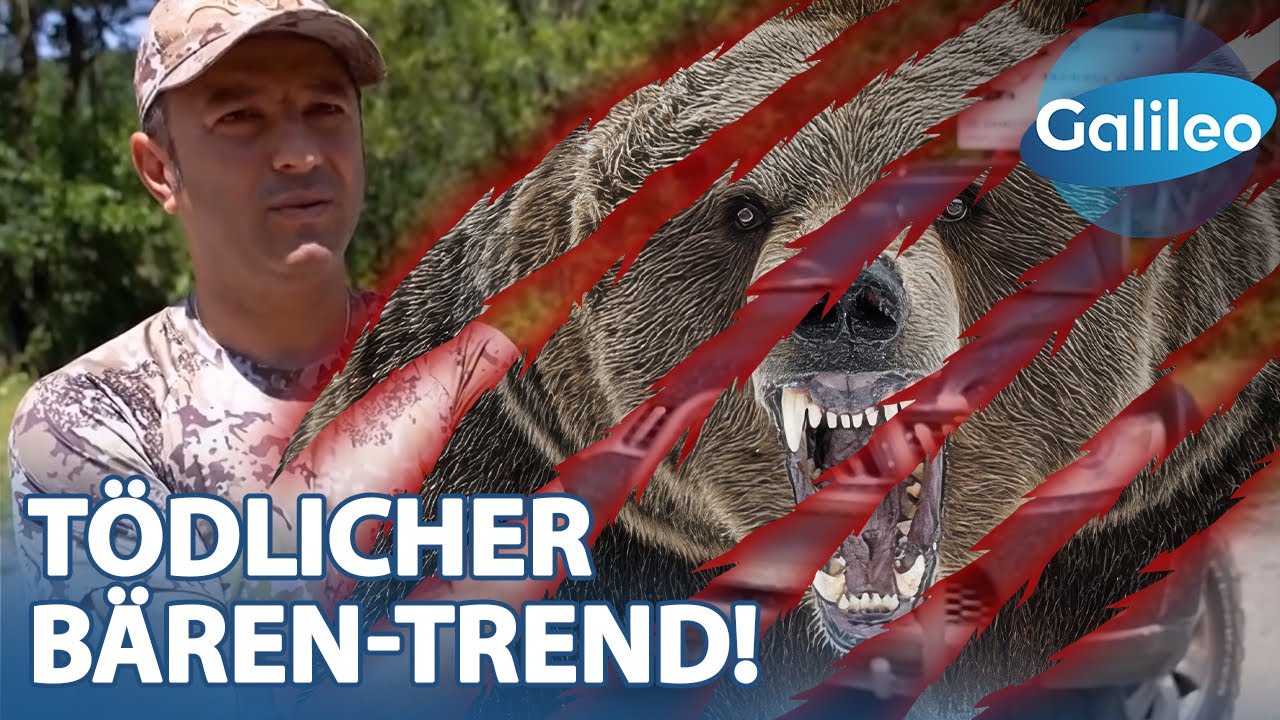 Wenn Bären betteln: Die Schattenseite viraler Wildtier-Fotos