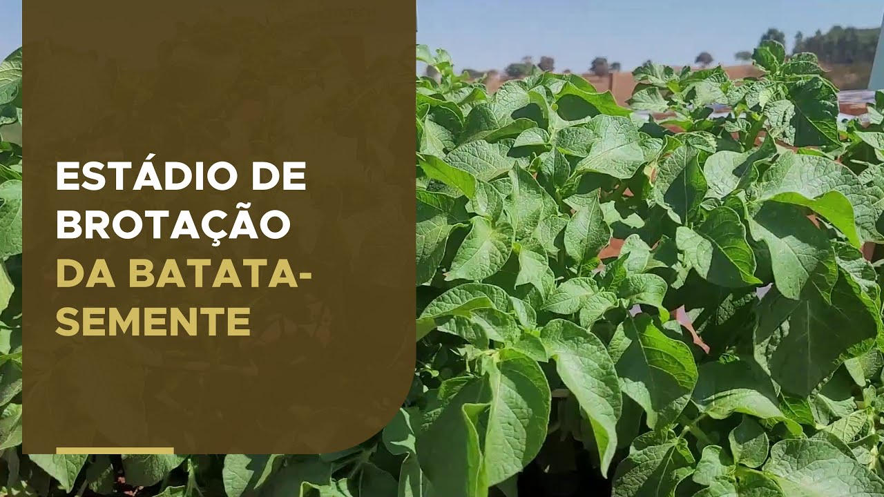 Estádio de brotação da batata-semente