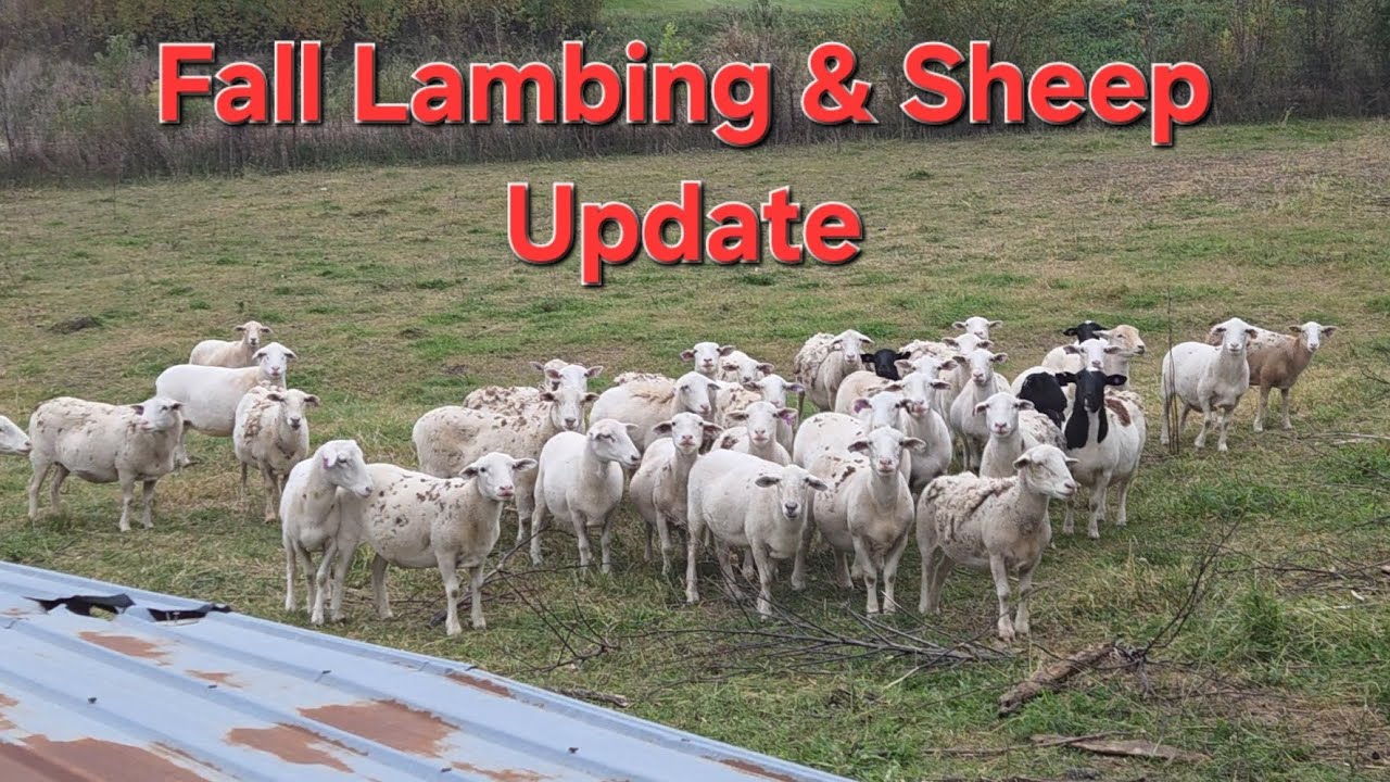 Fall Lambing in Iowa | Prep Before Breeding Season