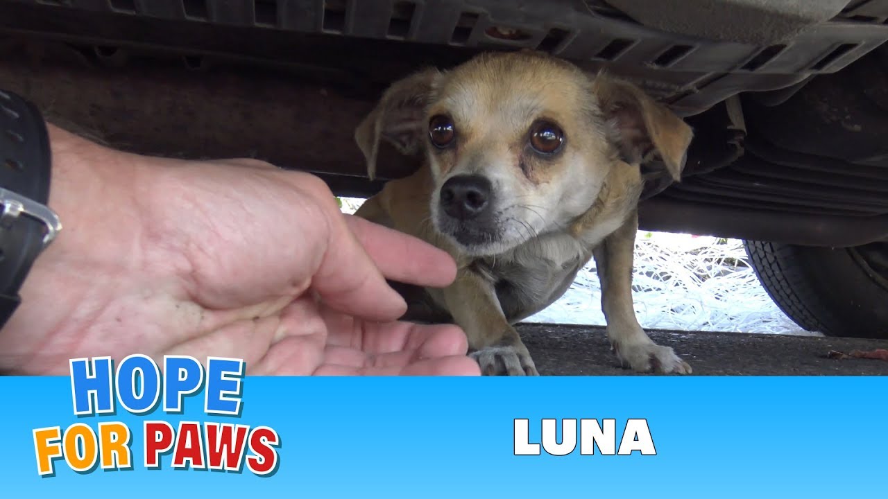 How a little microchip changed this dog's life!!!  Please share this important video. #dog