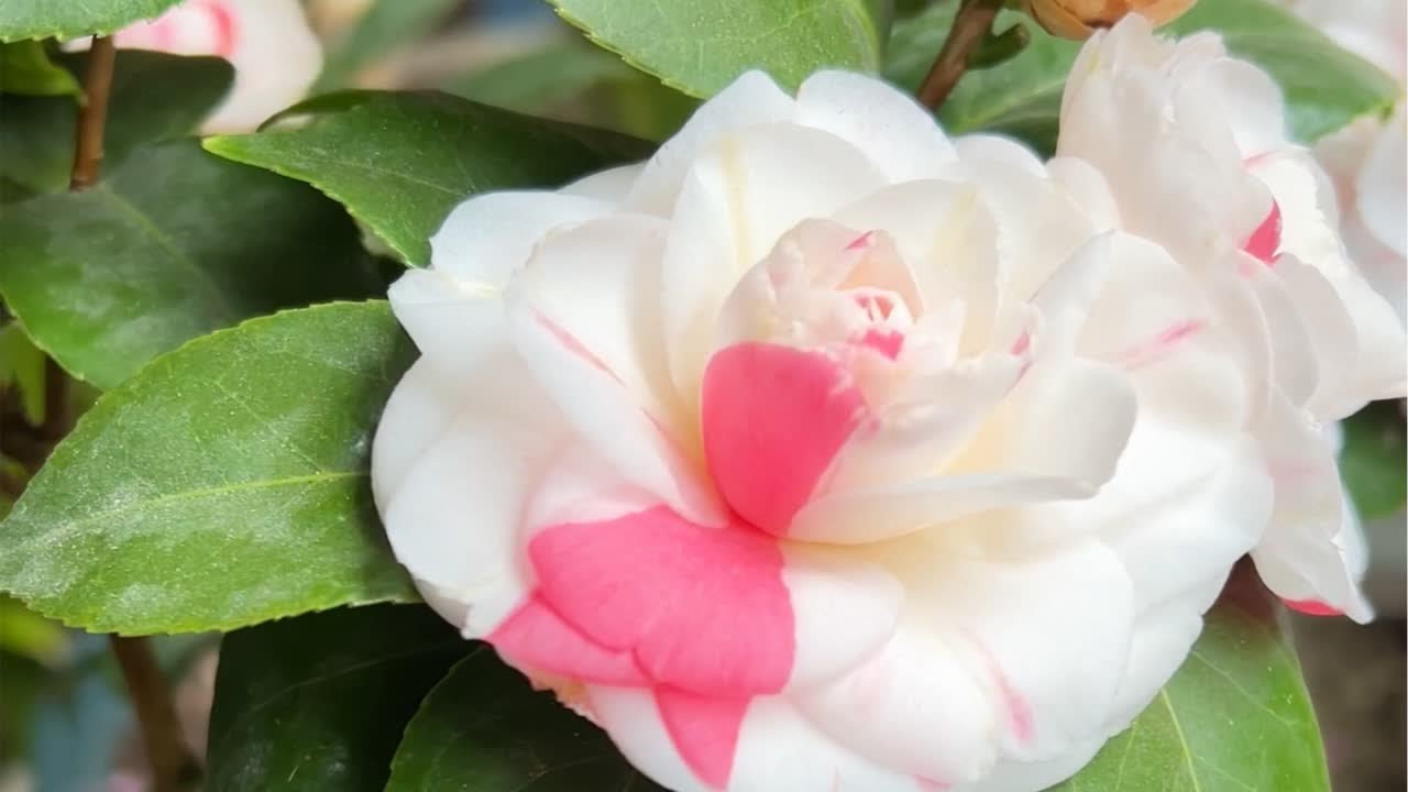 白底&ldquo;十八学士&rdquo;茶花