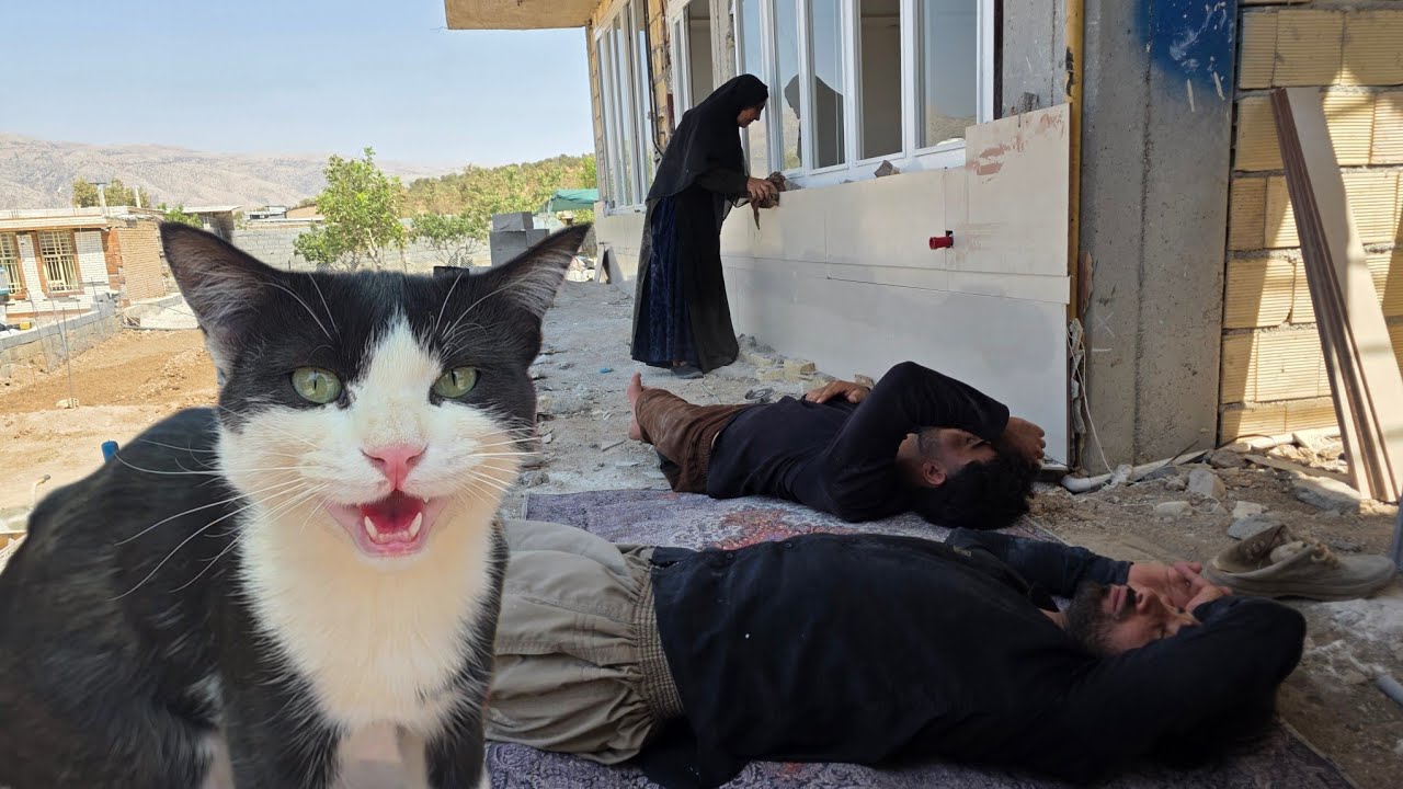 Finding Grandma's Lost Cat: Happiness on the Farm Cleaning Before Moving
