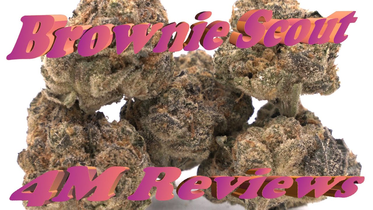Brownie Scout 🏕️ from RYTHM | Rise's Premium Cannabis Strain Reviewed