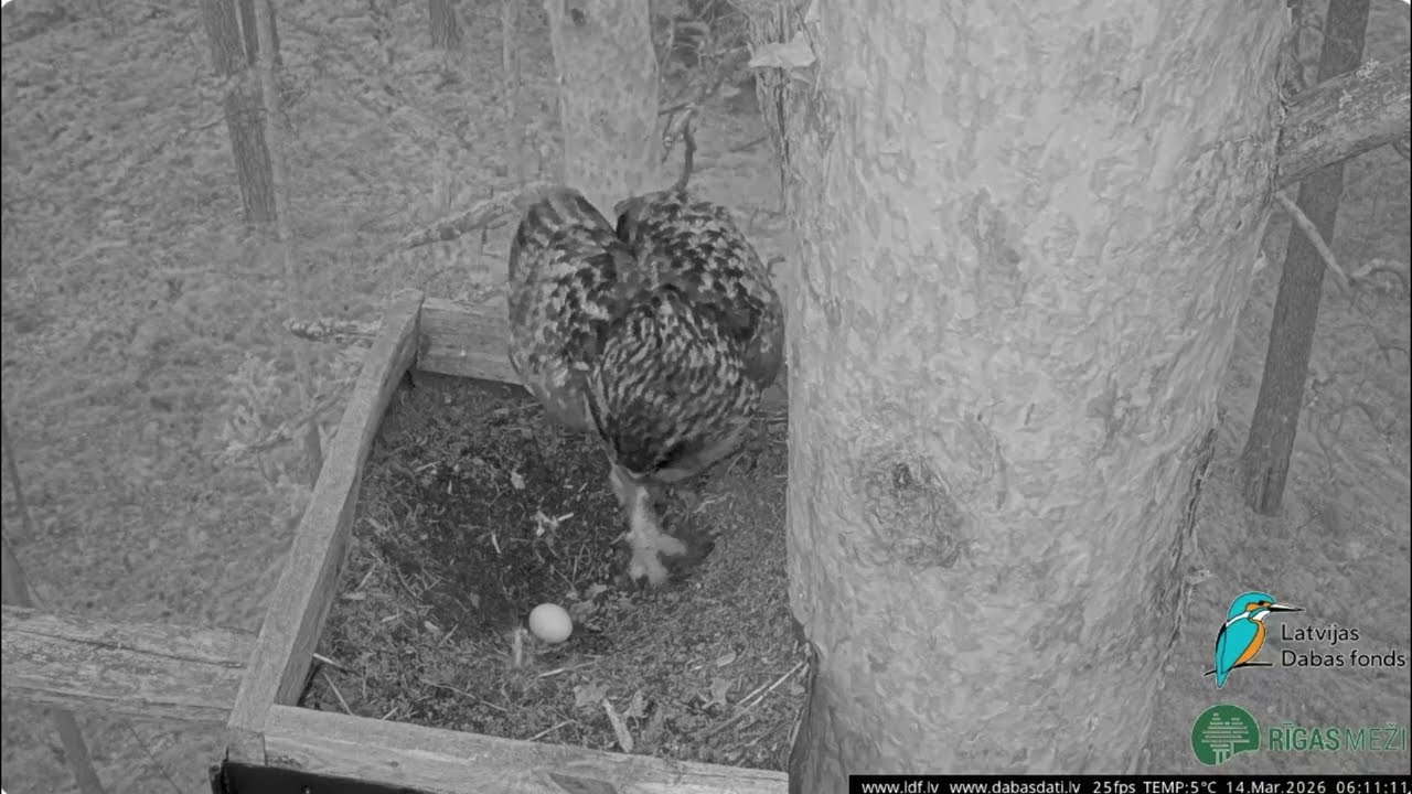 Ūpis Austra izdēj pirmo olu / Eurasian eagle owl Austra lays the first egg Latvijas Dabas fonds