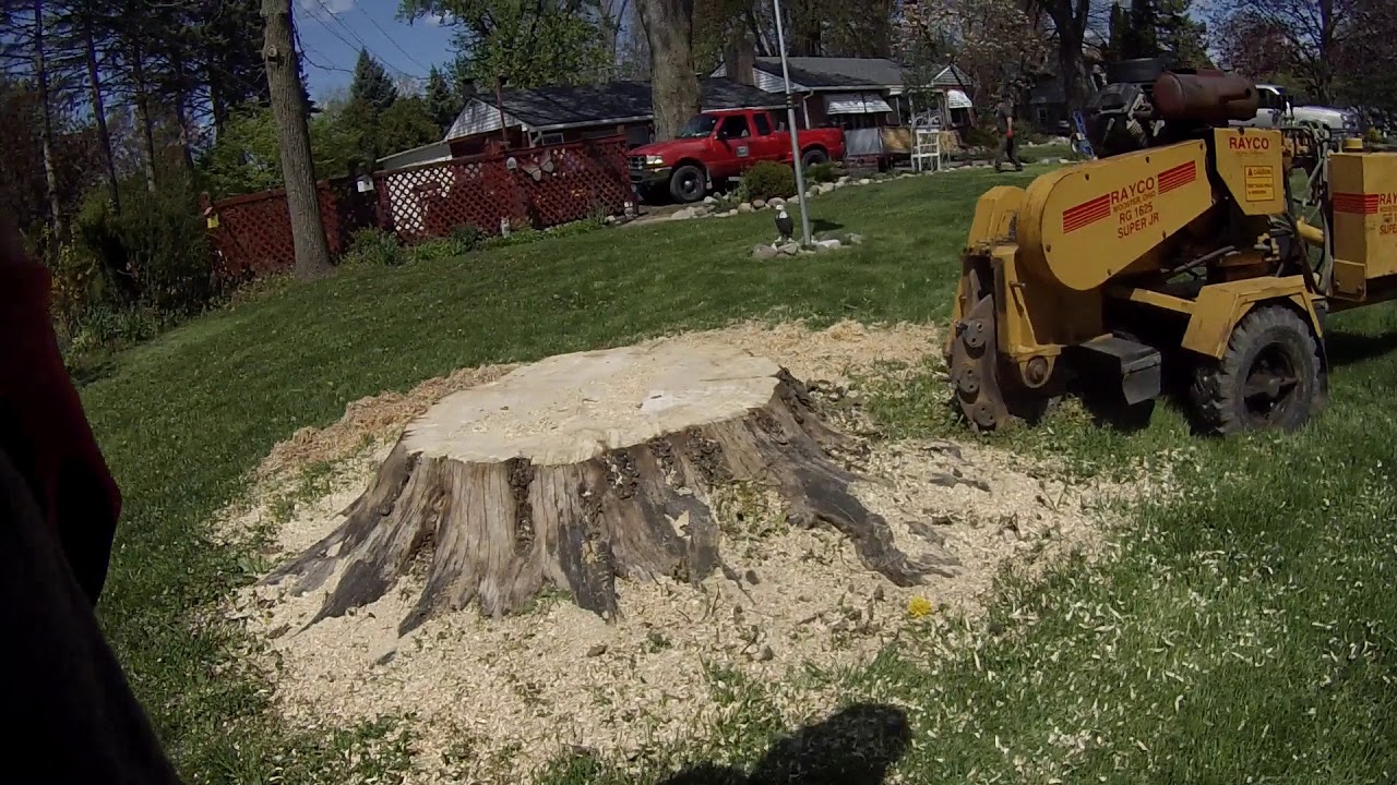 Rayco Rg1625 Super Junior Dollar for Dollar Monster Dead Stump