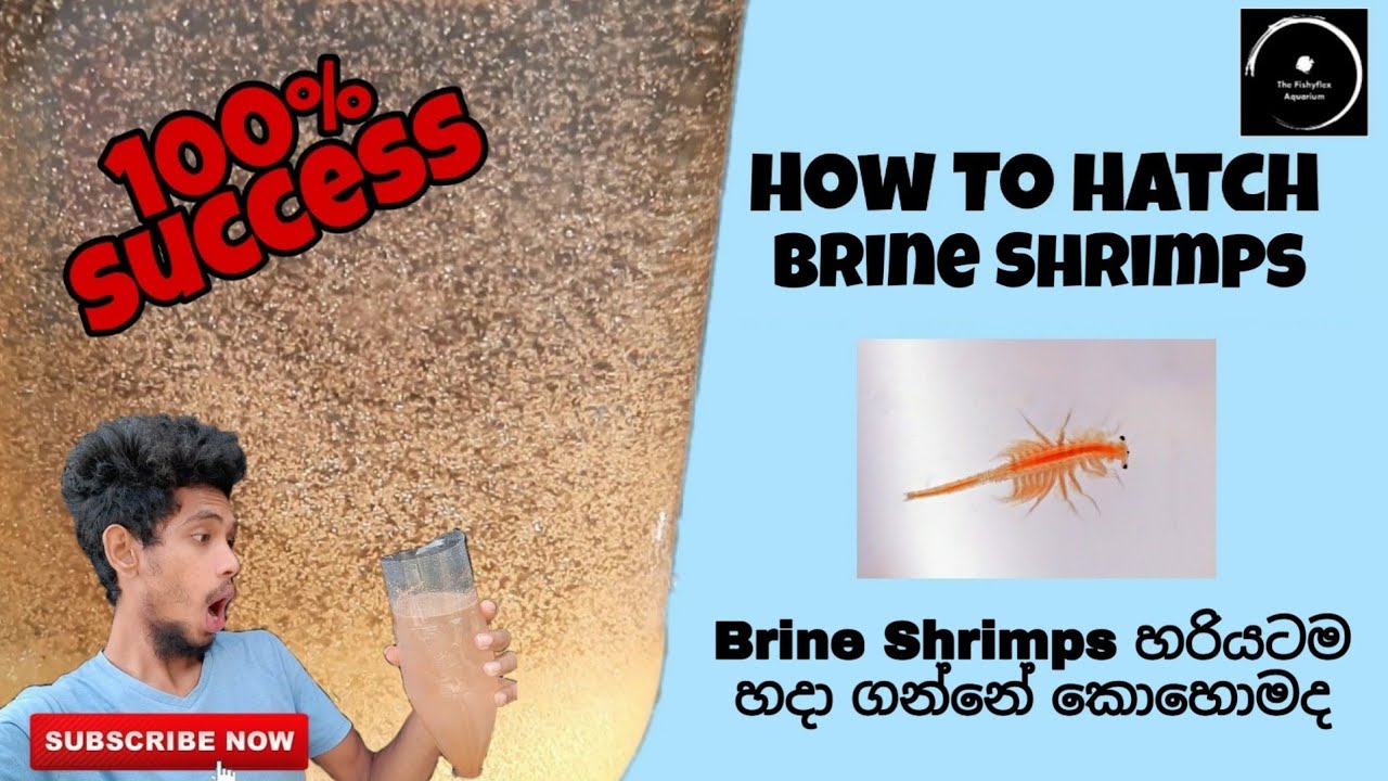 How To Hatch Brine shrimps | Best Food For Fries | The Fishyflex/ [FHD Video]