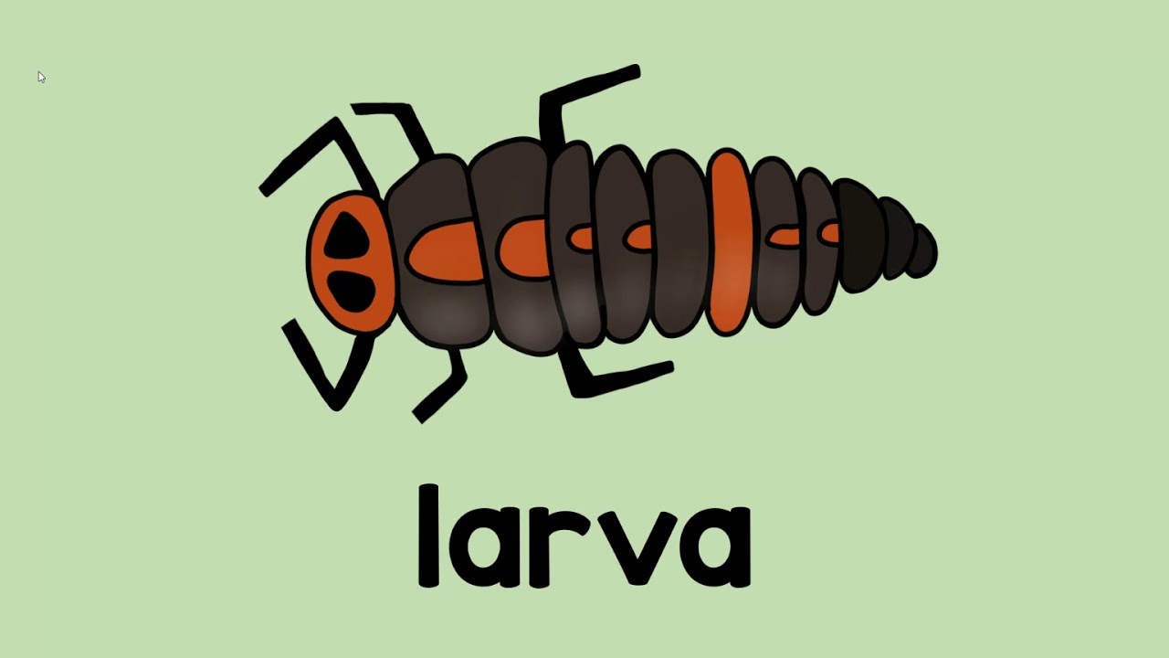 Ladybug Life Cycle Vocabulary Words