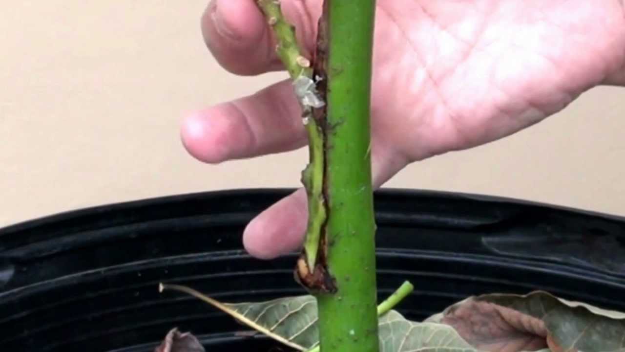 Post grafting information on recently grafted  avocado trees